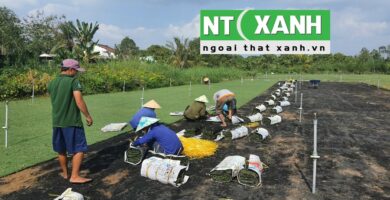 Giới Thiệu Dịch Vụ Trồng Cỏ Tại Châu Thành Tây Ninh