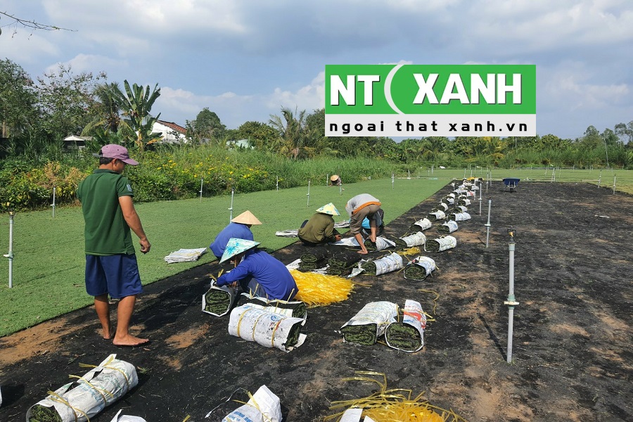 Giới Thiệu Dịch Vụ Trồng Cỏ Tại Châu Thành Tây Ninh