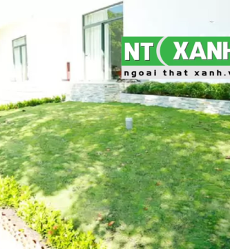 Giới Thiệu Dịch Vụ Trồng Cỏ Tại Hóc Môn TPHCM