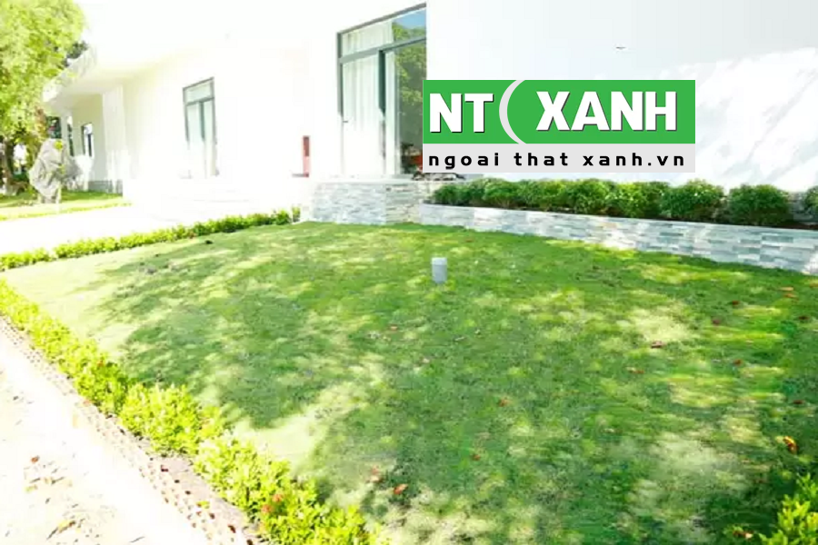 Giới Thiệu Dịch Vụ Trồng Cỏ Tại Hóc Môn TPHCM