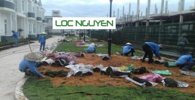 Dịch vụ trồng cây xanh Long An