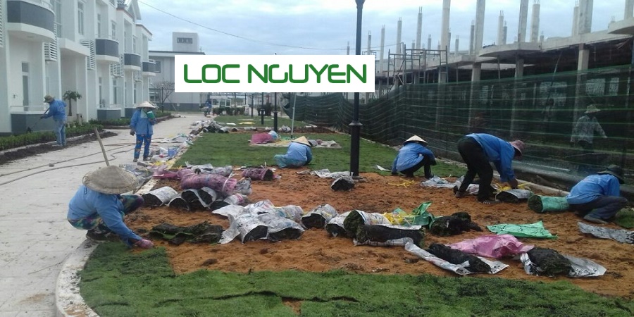 Dịch vụ trồng cây xanh Long An