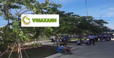 Trồng cây xanh tại quận 5 TPHCM
