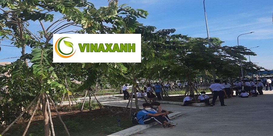 Trồng cây xanh tại quận 5 TPHCM