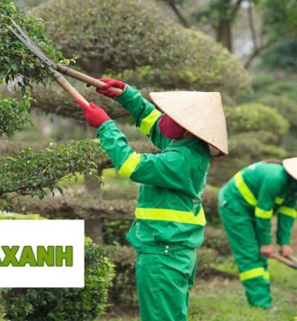Chăm sóc cảnh quan tại TP.HCM