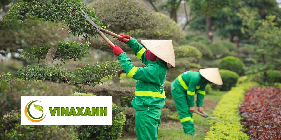 Chăm sóc cảnh quan tại TP.HCM