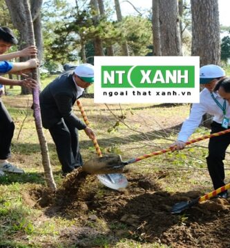 Chăm sóc cây xanh tại Đà Lạt