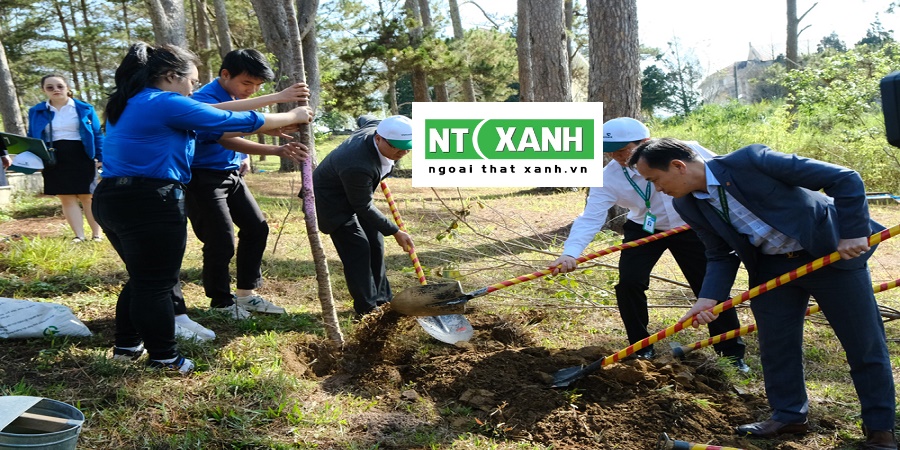 Chăm sóc cây xanh tại Đà Lạt