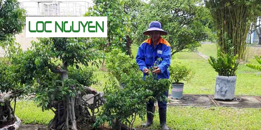 Công Ty Chăm Sóc Cây Xanh Tại Long An