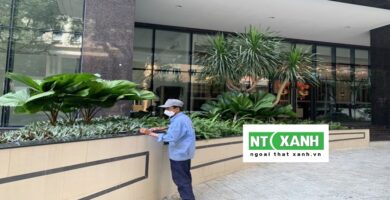 Dịch Vụ Trồng Cây Cảnh Tại TPHCM