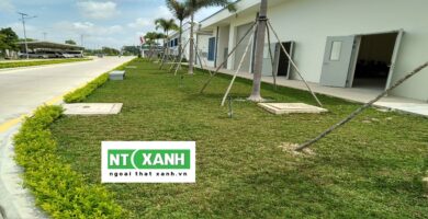 Dịch Vụ Trồng Cây Xanh Tại Dĩ An Bình Dương