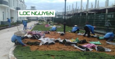 Dịch Vụ Trồng Cỏ Cho KCN Tại Long An