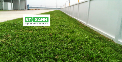 Dịch Vụ Trồng Cỏ Tại Quận 1 TPHCM