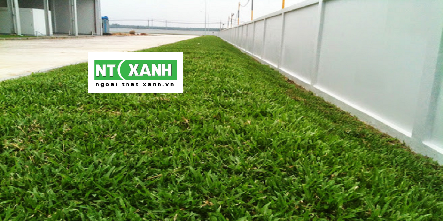 Dịch Vụ Trồng Cỏ Tại Quận 1 TPHCM