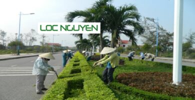Dịch vụ trồng cây xanh tại Long An