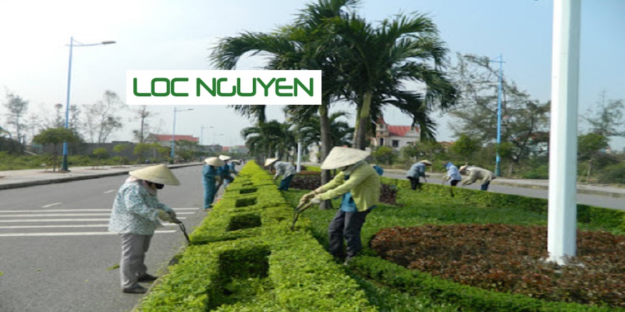 Dịch vụ trồng cây xanh tại Long An