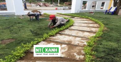 Dịch vụ trồng cỏ Bình Dương