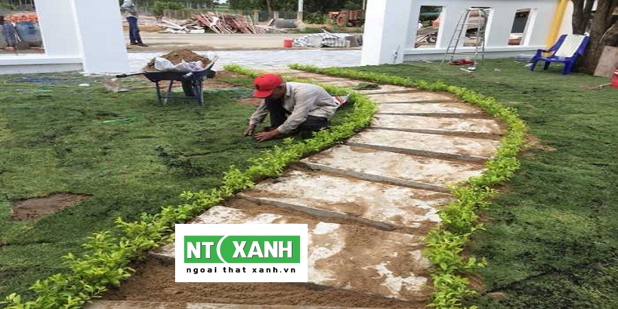 Dịch vụ trồng cỏ Bình Dương