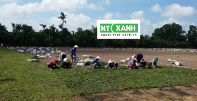Dịch vụ trồng cỏ tại Cần Giuộc Long An
