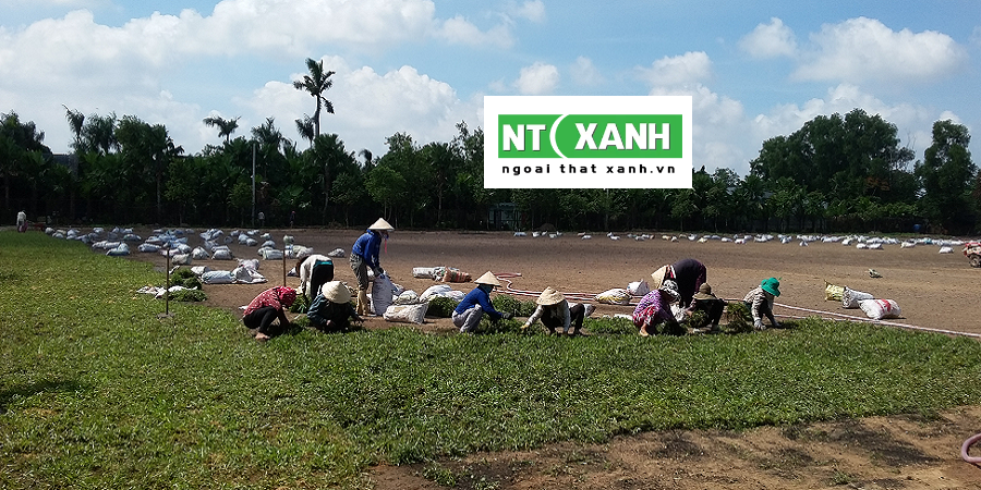 Dịch vụ trồng cỏ tại Cần Giuộc Long An