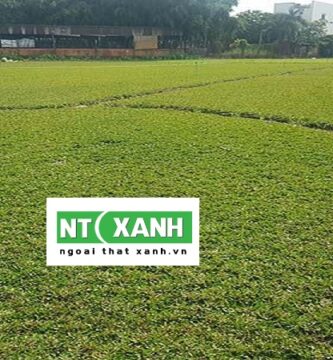 Dịch vụ trồng cỏ tại Châu Thành Tây Ninh