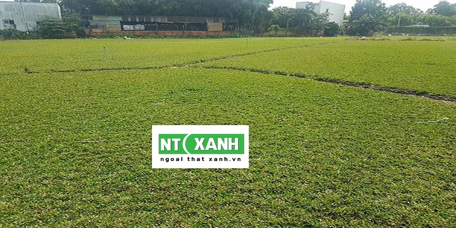 Dịch vụ trồng cỏ tại Châu Thành Tây Ninh