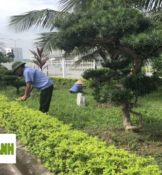 Chăm Sóc Cảnh Quan Tại tphcm