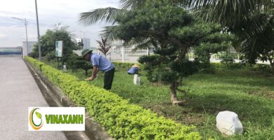Chăm Sóc Cảnh Quan Tại tphcm