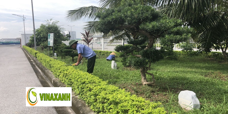 Chăm Sóc Cảnh Quan Tại tphcm