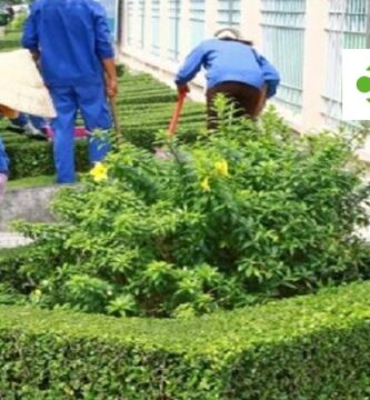 Chăm sóc cây xanh tại Bình Dương