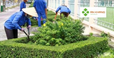 Chăm sóc cây xanh tại Bình Dương
