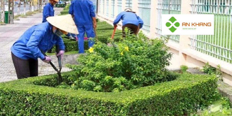Chăm sóc cây xanh tại Bình Dương