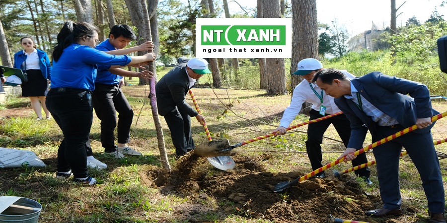Chăm sóc cây xanh tại Đà Lạt