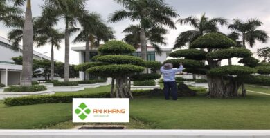 Chăm sóc cây xanh tại KCN Bàu Bàng
