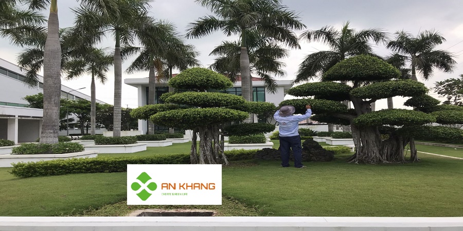 Chăm sóc cây xanh tại KCN Bàu Bàng
