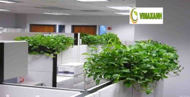 Cho Thuê Cây Cảnh Văn Phòng TPHCM