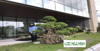 Công Ty Chăm Sóc Cây Xanh Hồ Chí Minh