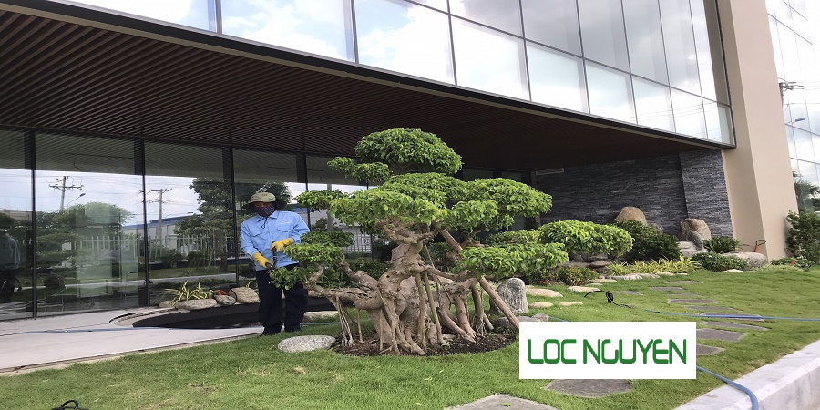 Công Ty Chăm Sóc Cây Xanh Hồ Chí Minh
