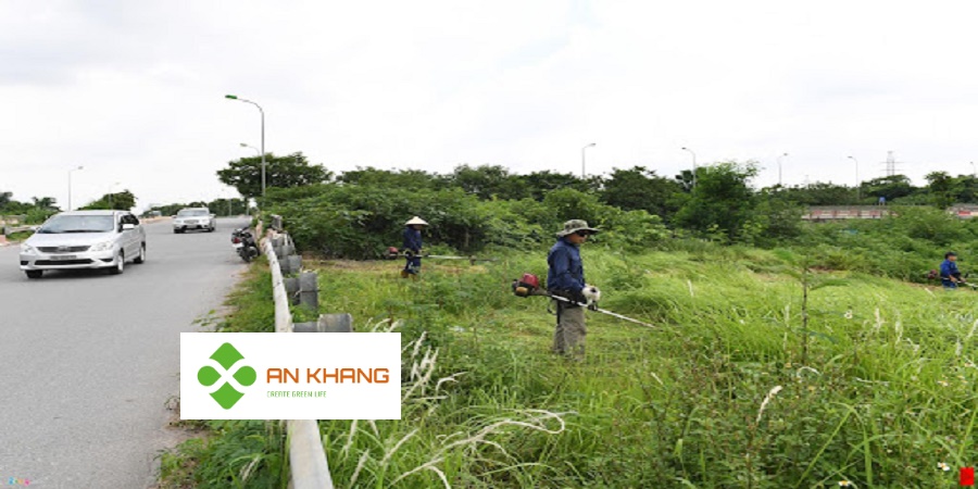 Dịch Vụ Cắt Cỏ Tại Bình Dương