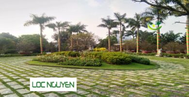 Dịch Vụ Cây Xanh Bến Lức Long An