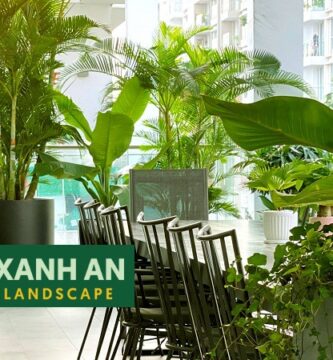 Dịch Vụ Thuê Cây Văn Phòng Thủ Dầu Một