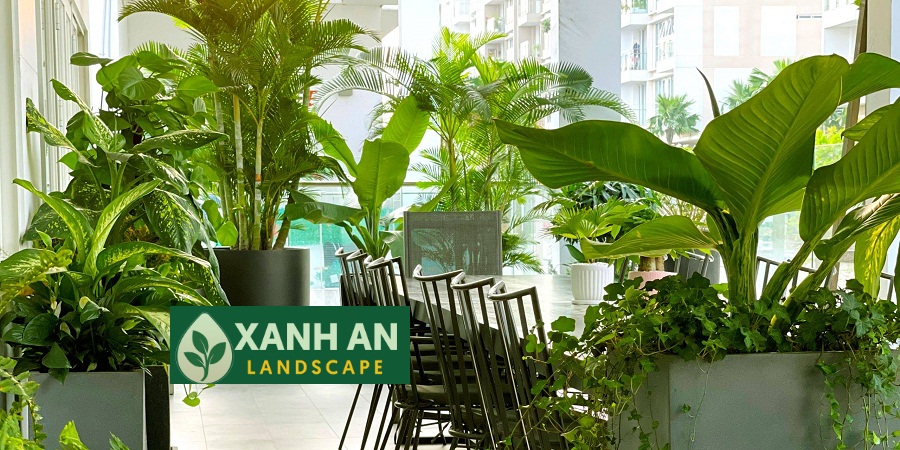 Dịch Vụ Thuê Cây Văn Phòng Thủ Dầu Một