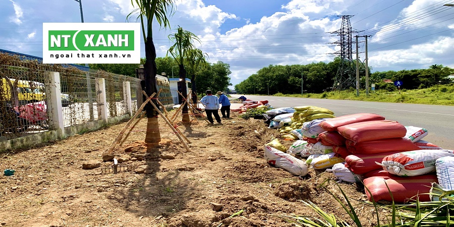 Dịch Vụ Trồng Cây Xanh Tại Dĩ An Bình Dương