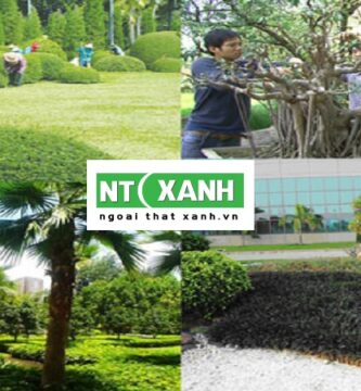 Dịch Vụ Trồng Cây Xanh Tại Trảng Bàng Tây Ninh