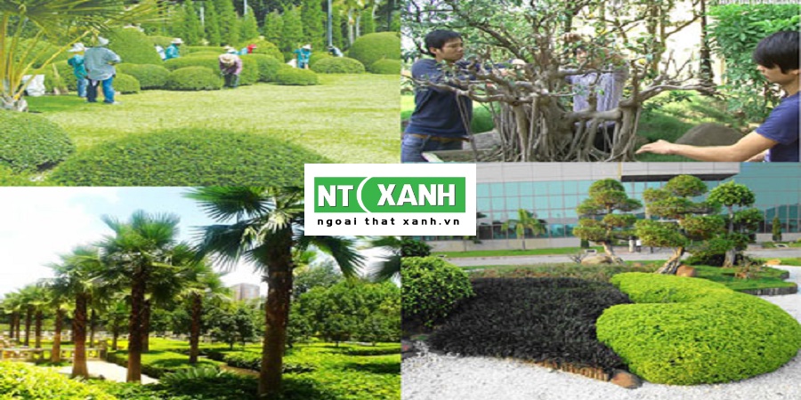 Dịch Vụ Trồng Cây Xanh Tại Trảng Bàng Tây Ninh