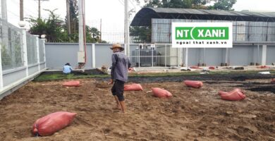 Dịch Vụ Trồng Cỏ Tại Bến Lức Long An