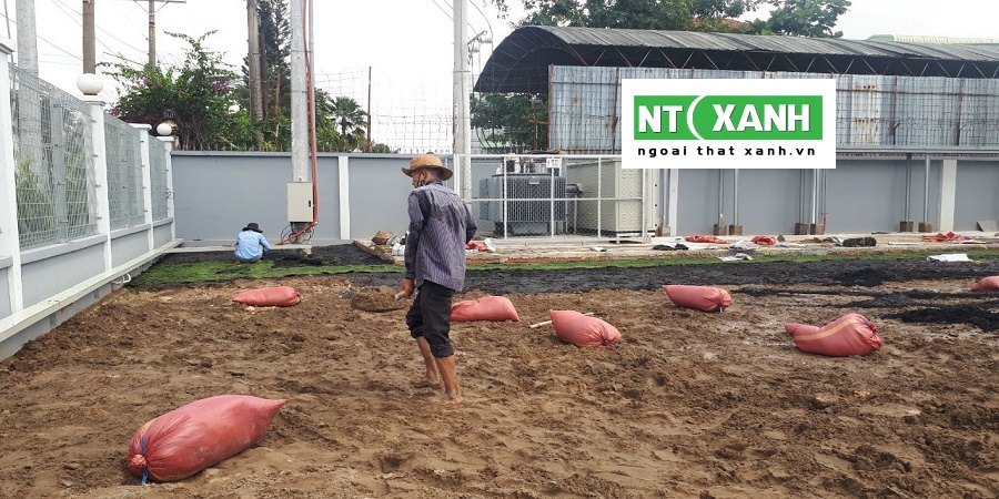 Dịch Vụ Trồng Cỏ Tại Bến Lức Long An