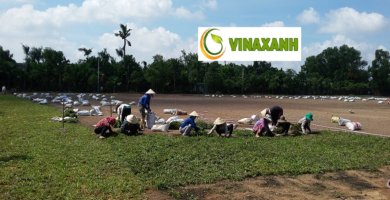 Dịch Vụ Trồng Cỏ Tại Quận 1 TPHCM