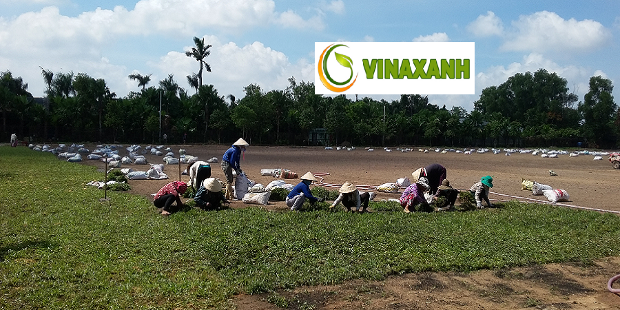 Dịch Vụ Trồng Cỏ Tại Quận 1 TPHCM