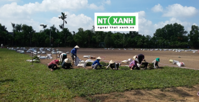 Dịch Vụ Trồng Cỏ Tây Ninh